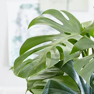 Monstera Cheese Plant Around 40-50cm in Height - Includes White Indoor Pot