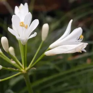 Agapanthus Mi Casa - Large White Flowers, Perennial, Compact (10-20cm Height Including Pot)