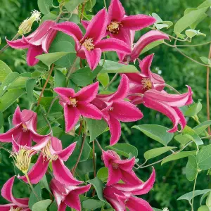 Clematis Princess Diana - Pink Blooms, Climbing Vine, Morning Sun (20-30cm Height Including Pot)