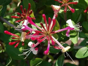 6x Mixed Large Honeysuckle Climbing Plant Selection Pack 3ft Tall Supplied in 3 Litre Pots