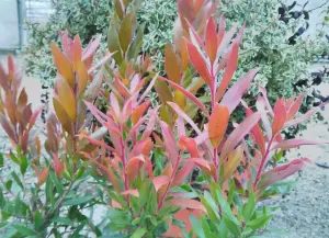 Callistemon Evergreen Red Rocket Bottle Brush Shrub Large Plant Supplied in a 2-3 Litre Pot