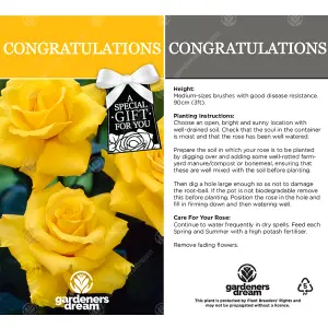 Congratulations Yellow Rose - Outdoor Plant, Ideal for Gardens, Compact Size