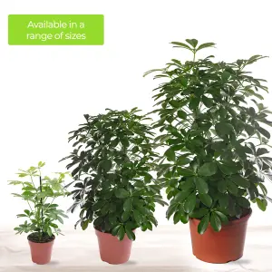 Schefflera Nora - Indoor House Plant for Home Office, Kitchen, Living Room - Potted Houseplant (40-50cm Height Including Pot)