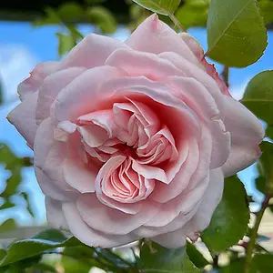 Rose 'Penny Lane' Climbing Rose in a 3L Pot