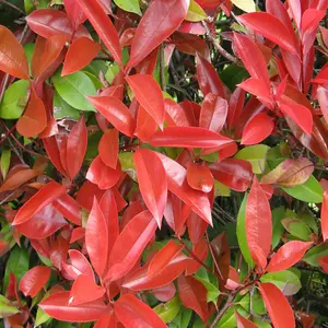 Photinia Red Robin Garden Plant - Vibrant Red New Growth, Compact Size (20-40cm, 100 Plants)