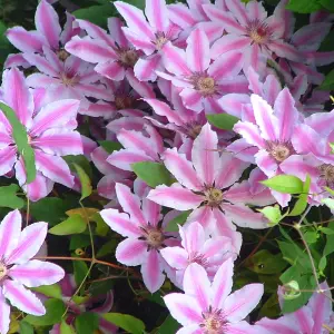 Clematis Nelly Moser - Stunning Flowering Vine for Beautiful UK Gardens - Outdoor Plant (30-40cm Height Including Pot)