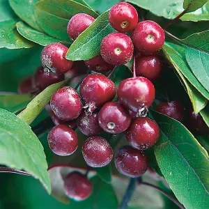 Malus Profusion Tree - Crab Apple Tree, Pink-Purple Flowers, Tasty Fruit, Low Maintenance (5-6ft)