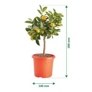 Verve Citrus in Plastic Grow pot 14cm