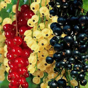 Currant Ribes Fruit Plant Trio in 5L Pot - Three Fruit Bushes Growing in One Pot - Red, White & Black - Tasty Summer Fruit