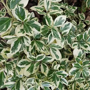 Silver Queen Evergreen Bittersweet Shrub Plant Euonymus Fortunei 2L Pot