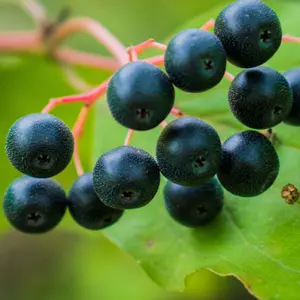 Mature Fruit Tree - Ben Nevis Blackcurrant Bush