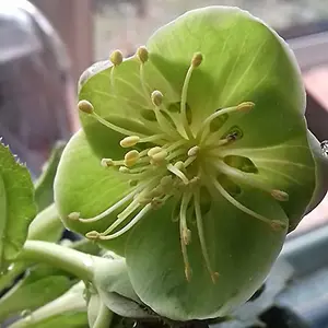 Helleborus Silver Lace in 9cm Pot - Christmas Rose Plant Ready to Plant