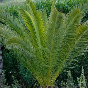 Hardy Phoenix Palm Tree 60-80cm Tall in a 15cm Pot