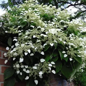 Hydrangea Petiolaris 2 Litre Potted Plant x 2