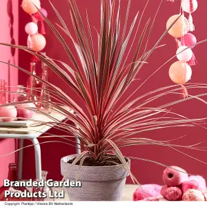 Cordyline Australis Char-lie Boy 7 Litre Potted Plant x 1 - All-year-round performer