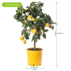 Lemon Tree - Outdoor Fruit Tree, Grow Your Own Tasty Fruits, Ideal Size for UK Gardens in 20cm Pot (2-3ft)