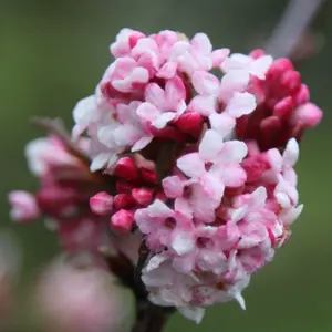 Dawn Outdoor Shrub Plant Viburnum x Bodnantense 2L Pot