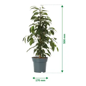 Verve Weeping fig in Terracotta Plastic Grow pot 17cm