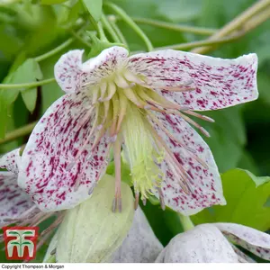 Winter Flowering Clematis - Advent Bells 7cm Potted Plant x 2