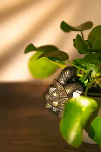 Garden Plant Pot Hanger - Tortoise