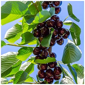 Hedelfinger Cherry Tree, 5-6ft Tall, Juicy & Sweet Dark Cherry