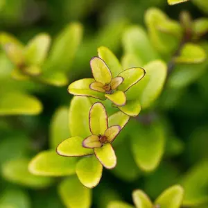 Hedges Direct Lonicera nitida 'Baggesen's Gold'  30cm Height Evergreen Hedge Plant