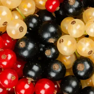 Currant Ribes Fruit Plant Trio in 5L Pot - Three Fruit Bushes Growing in One Pot - Red, White & Black - Tasty Summer Fruit