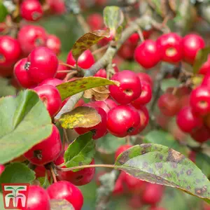 Malus (Crab Apple) Red Sentinel (MM111) 1 Bare Root Tree