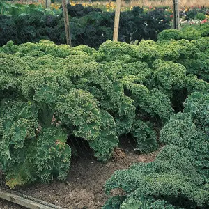 Kale Dwarf Green Curled 1 Seed Packet