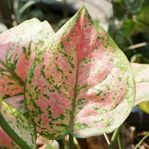 House Plants Aglaonema commutatum Red Valentine, Set of Six Chinese Evergreen, Pink Leaves, Indoor Plants in 6cm Pots, For Home, O