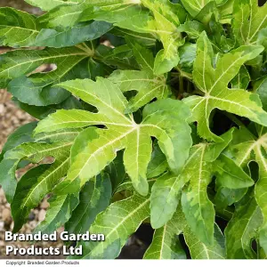 Fatsia Camouflage 9cm Potted Plant  x 2