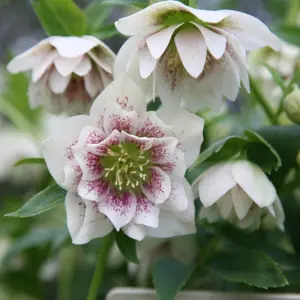 Harvington Double White Speckled Lenten Rose Hellebore Flowering Plants 2L Pot