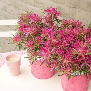 Azalea Starstyle Pink 10.5cm Potted Plant x 1