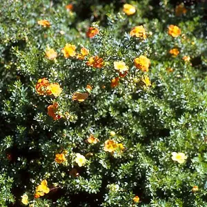 Potentilla Tangerine Garden Plant - Orange Flowers, Compact Size, Hardy (15-30cm Height Including Pot)