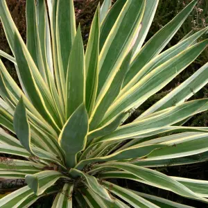 1 x Yucca gloriosa 'Variegata' in 9cm Pot - Amazing Two Tone Foliage