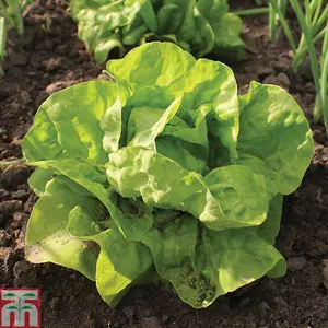 Lettuce All The Year Round 1 Seed Packet (1000 Seeds)