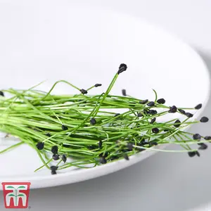 Microgreens Chives Garlic 1 Seed Packet (200 Seeds)