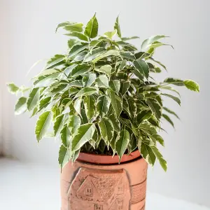 House Plant Weeping Figs, Set of Six Ficus benjamina Kinky with Jute Stem, Indoor Plants in 12cm Pots, For Home, Office or Living