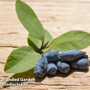 Honeyberry (Lonicera) Kamtschatica Caerulea 9cm Potted Plant x 1