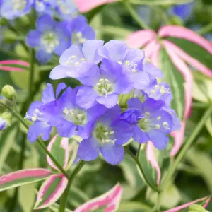 Gardeners Dream Polemonium Stairway to Heaven (9cm)