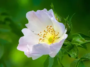 1-2ft Dog Rose (Rosa Canina) Field Grown Bare Root Hedging Plants Tree Whip Sapling - Pack of 10