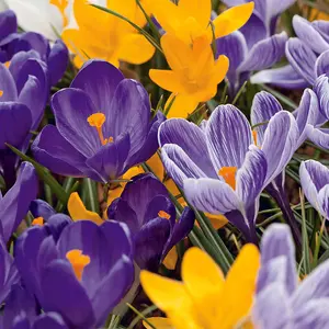 3 x Pots of Crocus Bulbs - Mixed Colours - Winter to Spring Flowering