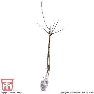 Grow Your Own Fruit  Cherry (Prunus) Stella 1 Bare Root unfeathered maiden