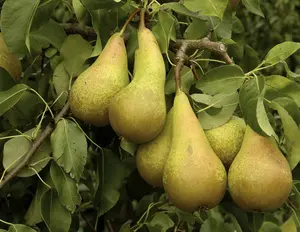 Dwarf Conference Self Fertile Sweet Pear Fruit Tree 90-120cm Supplied in a 3 Litre Pot