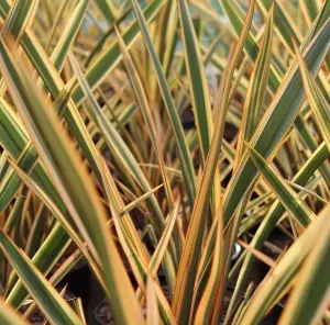 3 x Phormium Mix Including Vars. Flamingo, Golden Ray, Maori Maiden in 9cm Pots