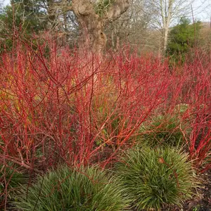 Cornus Alba Baton Rouge 3 Litre Potted Plant x 1