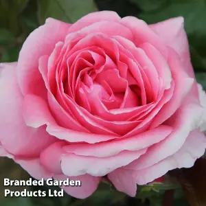 Rose  (Hybrid Tea) Special Anniversary 3 Litre Potted  Plant x 1