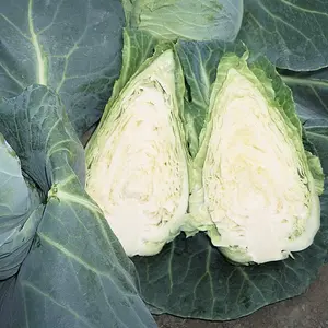 Cabbage Caramba F1 Hybrid 1 Seed Packet (30 Seeds)