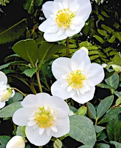 Helleborus Snowdrift - 3 Christmas rose plants in 9cm pots