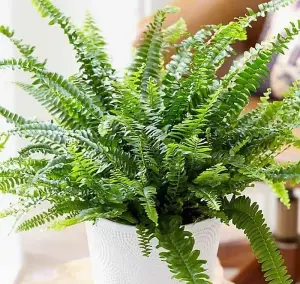 Boston Fern in 9cm Pot - Nephrolepis exaltata - Perfect Plant for Beginners